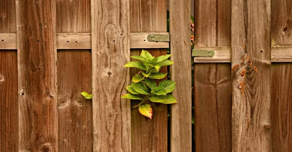 Timber gravel boards